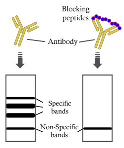 Phospho-AKT1/2/3 (Ser473) Peptide